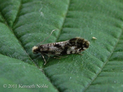 Nemapogon cloacella (cork moth) Kenneth Noble